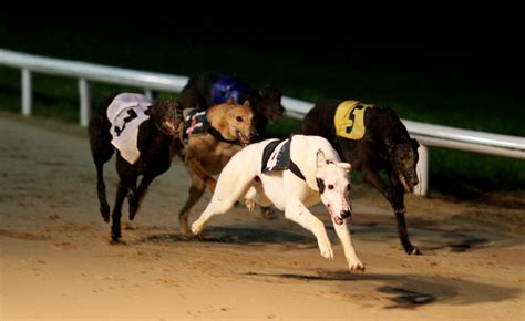 kilkenny dog results today
